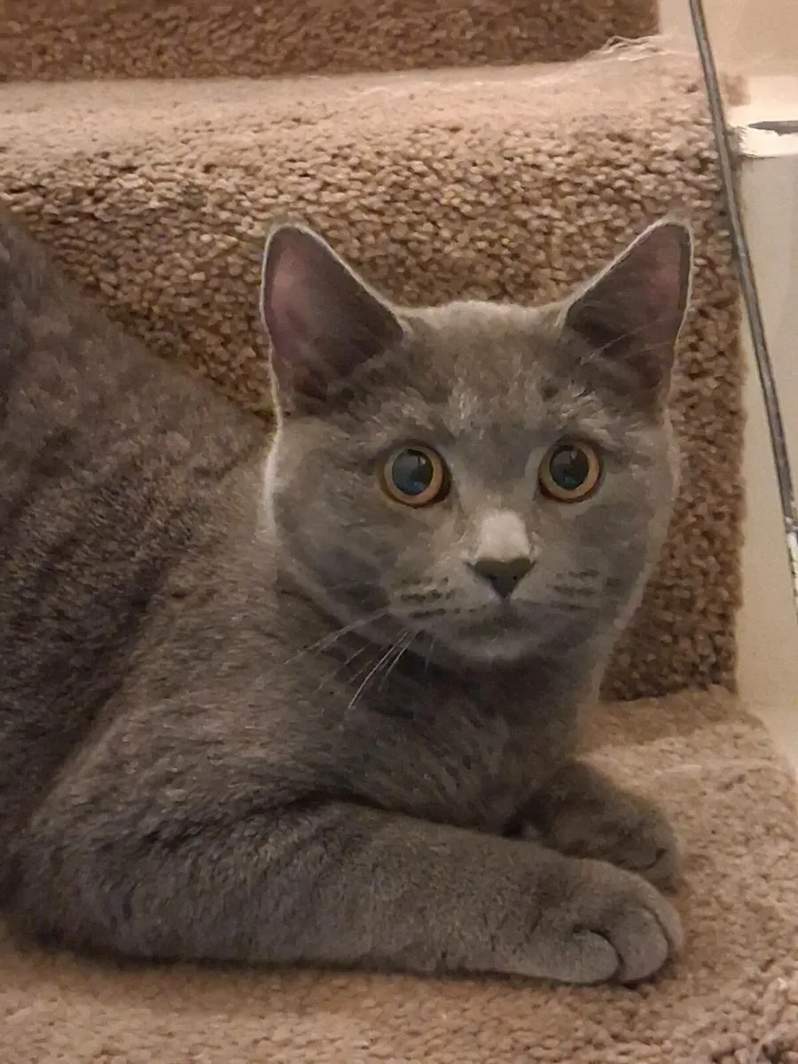 2 kittens male sliver/black shadded - Image 2