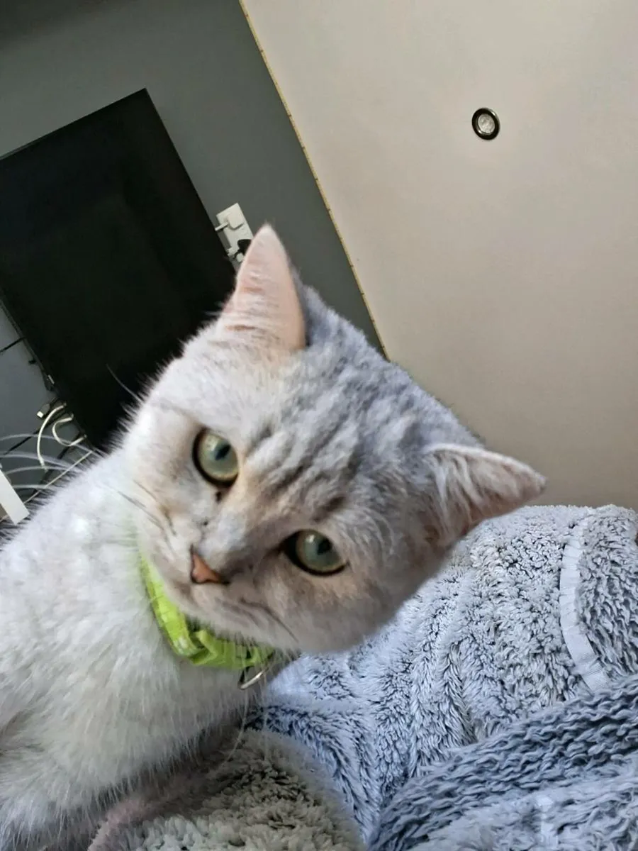 2 kittens male sliver/black shadded - Image 3