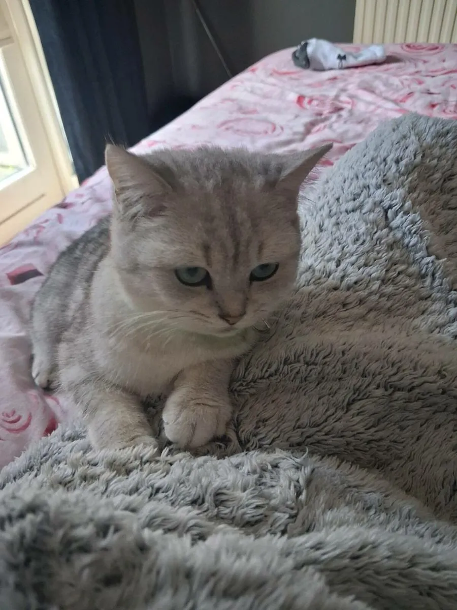 2 kittens male sliver/black shadded - Image 4