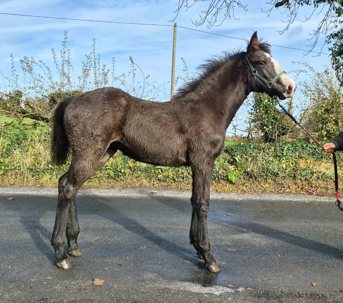 Sligo Candy Boy filly foal - Image 1