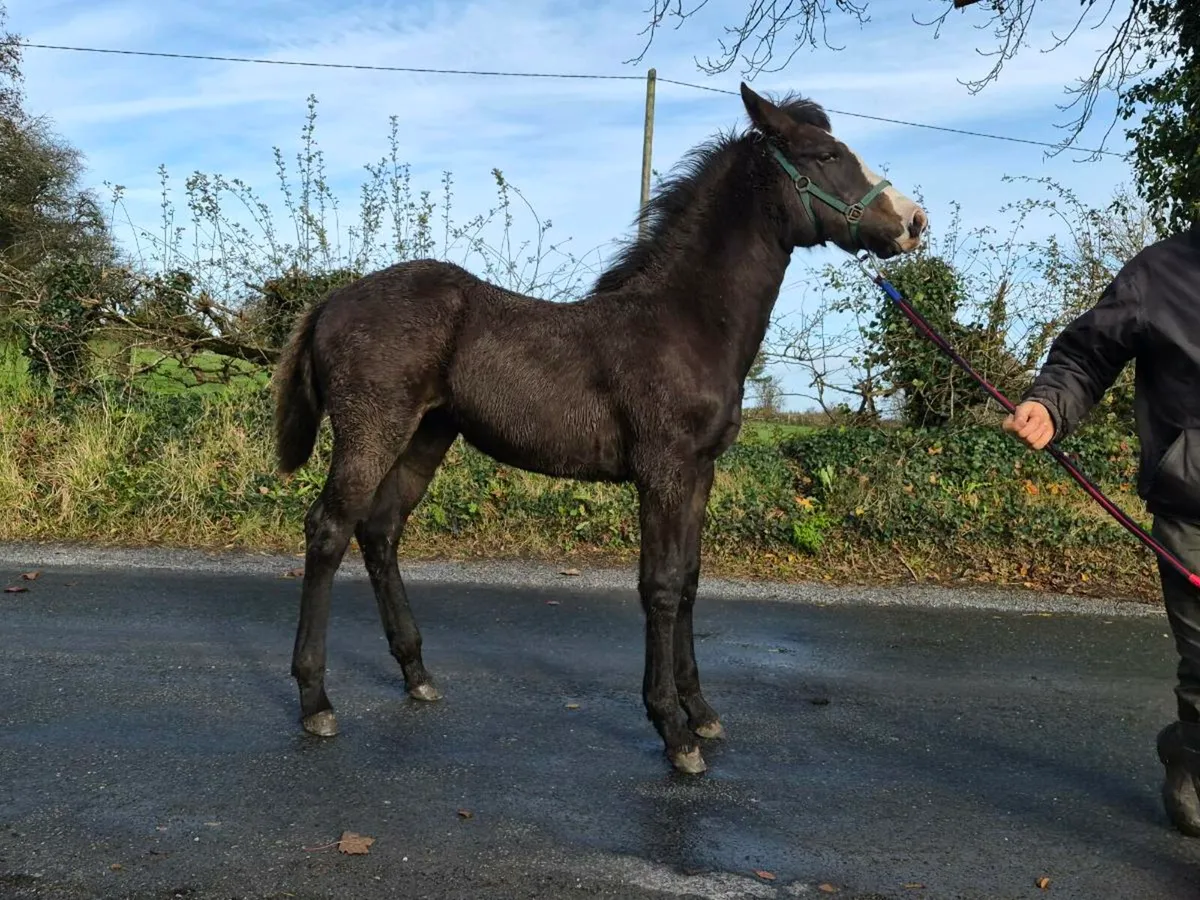 Sligo Candy Boy filly foal - Image 2