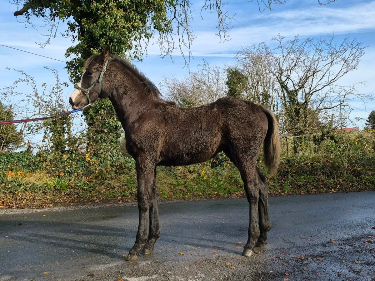Sligo Candy Boy filly foal - Image 3