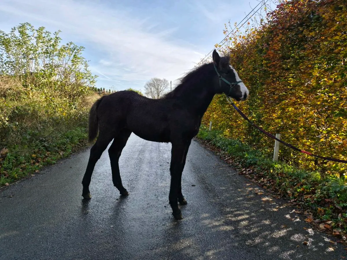 Sligo Candy Boy filly foal - Image 1