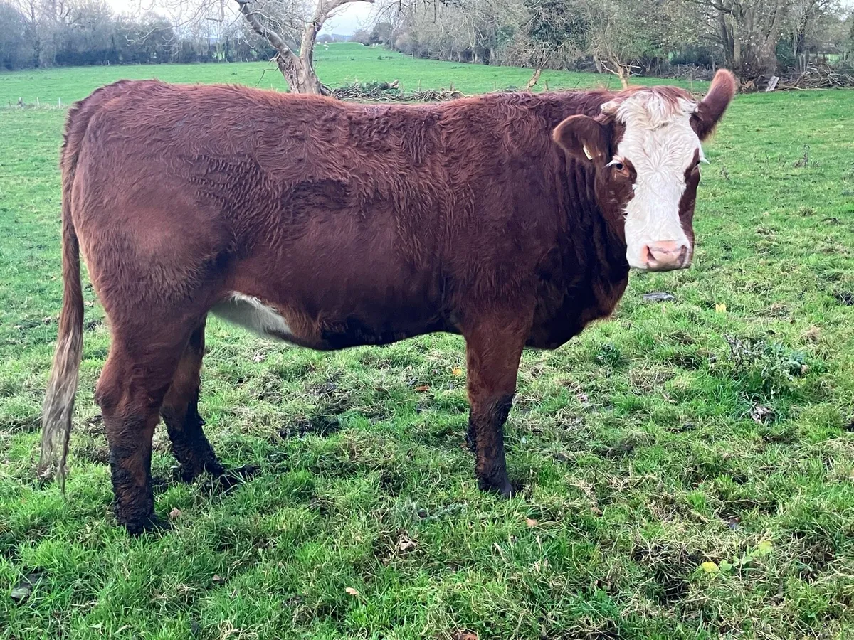 4 Star SIM in calf heifer for sale - Image 4