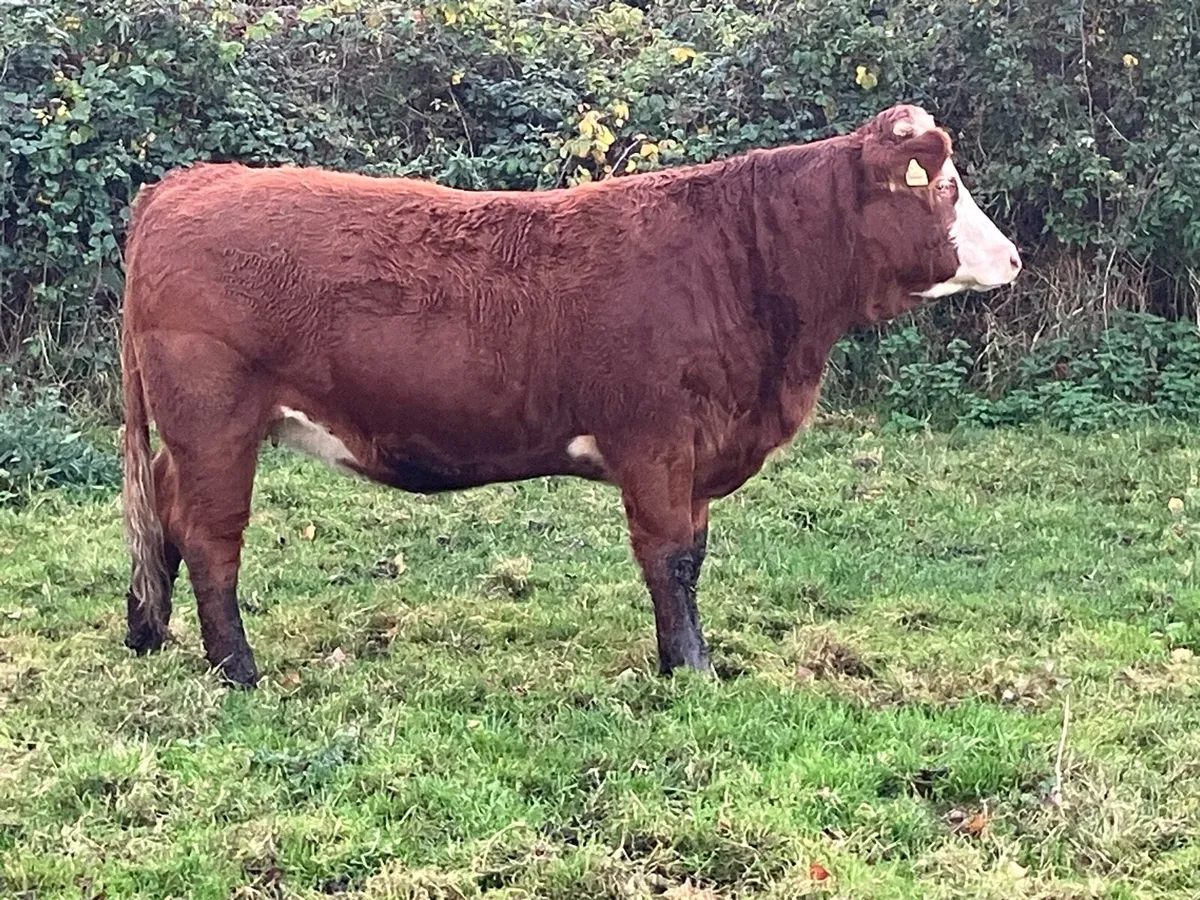 4 Star SIM in calf heifer for sale - Image 2