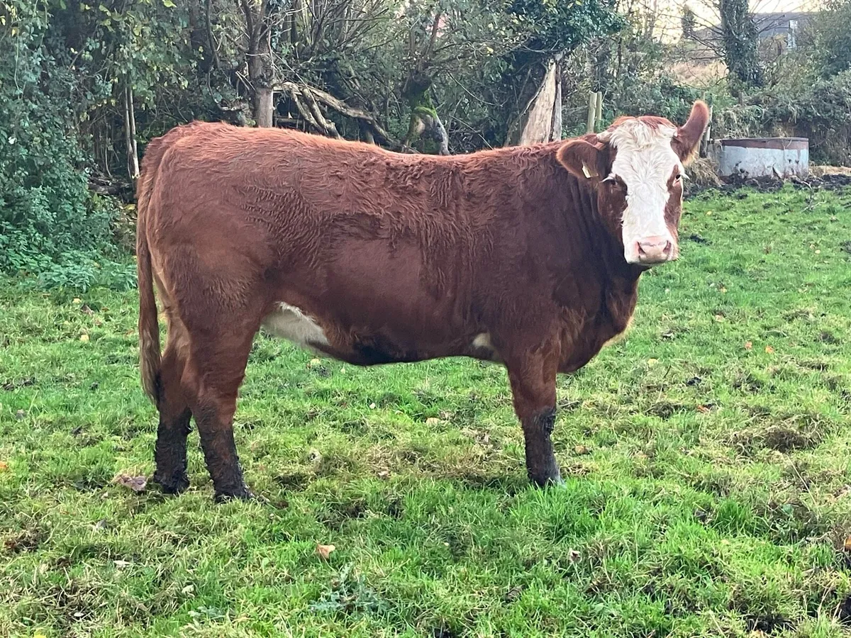 4 Star SIM in calf heifer for sale - Image 1