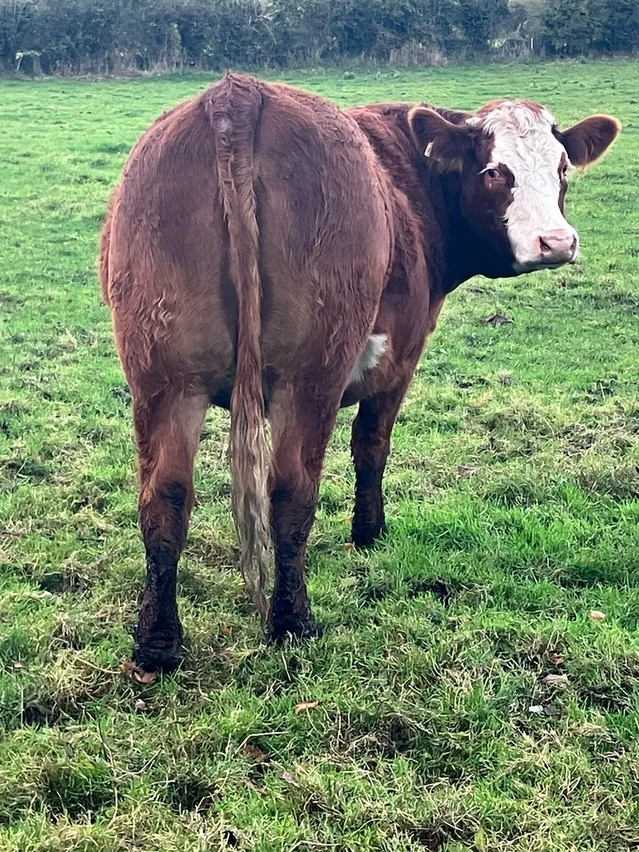 4 Star SIM in calf heifer for sale - Image 3