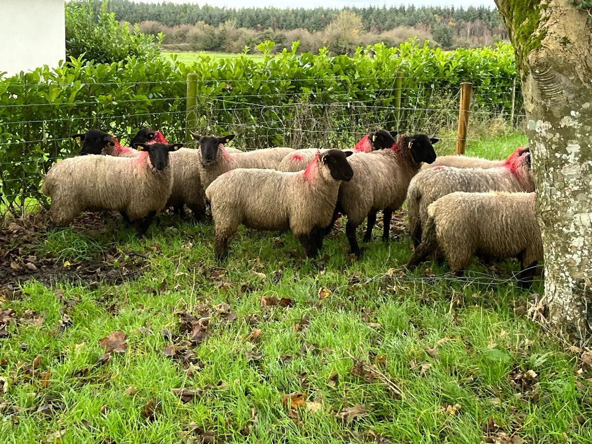 Suffolk ewe lambs - Image 1