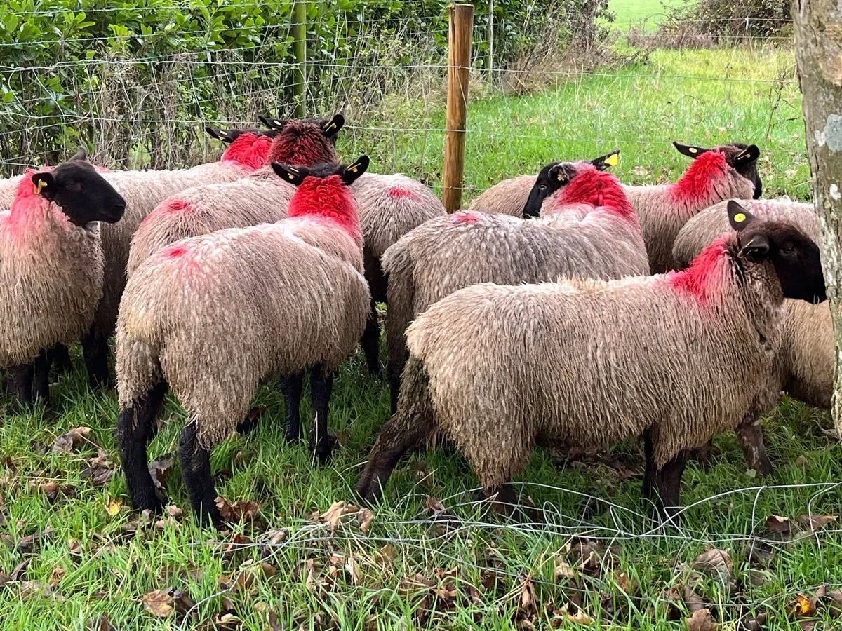 Suffolk ewe lambs - Image 2