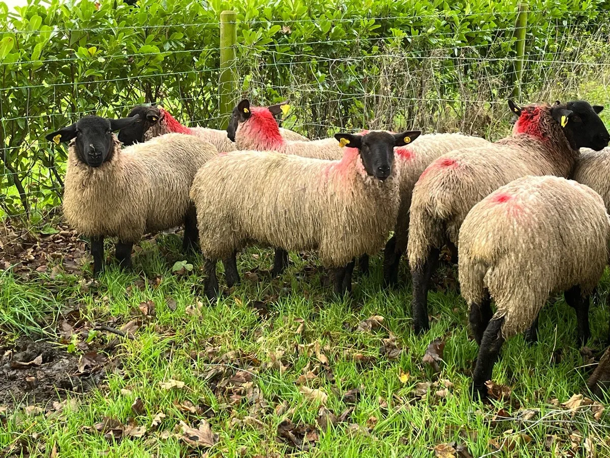 Suffolk ewe lambs - Image 3