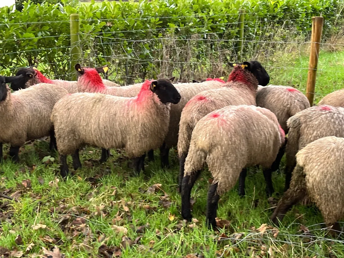 Suffolk ewe lambs - Image 4