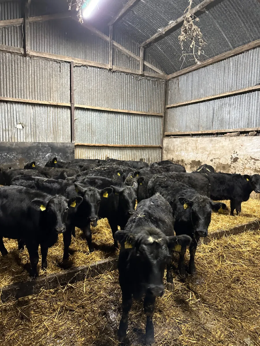 Angus heifers - Image 2
