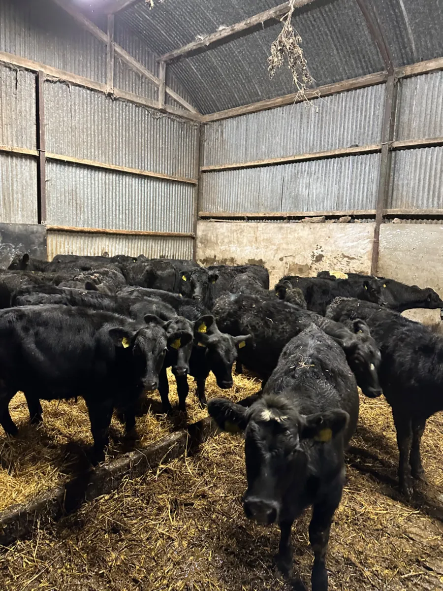 Angus heifers - Image 3