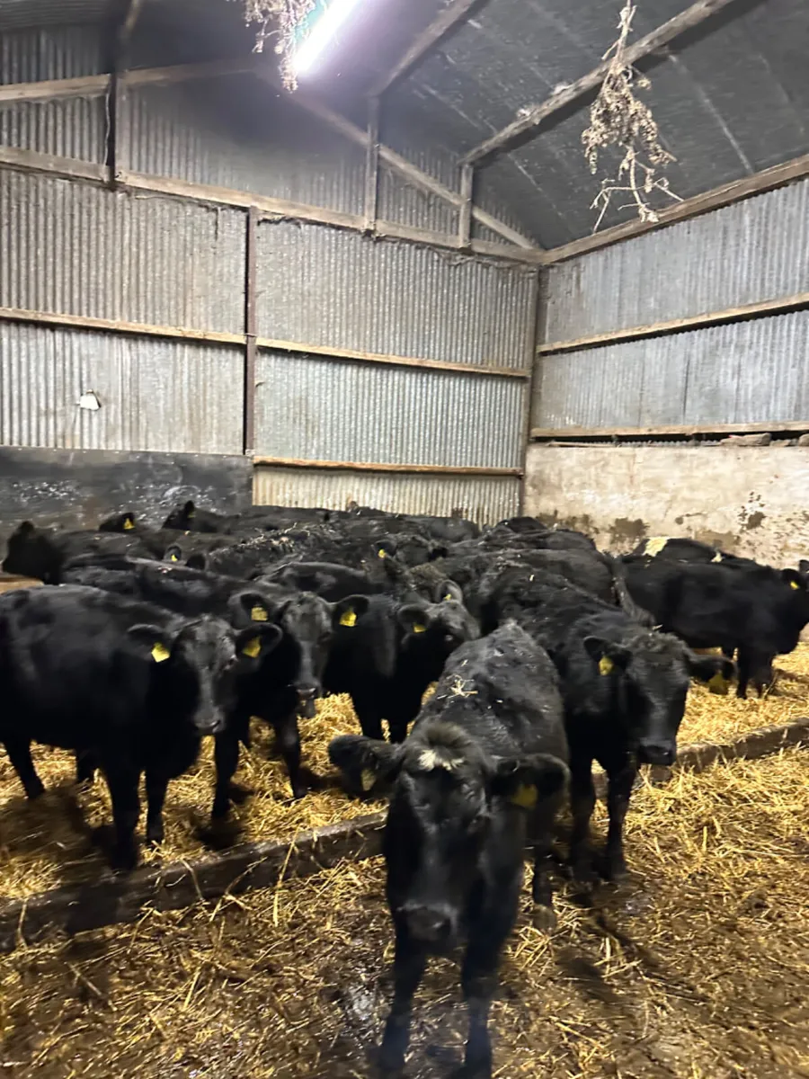 Angus heifers - Image 1