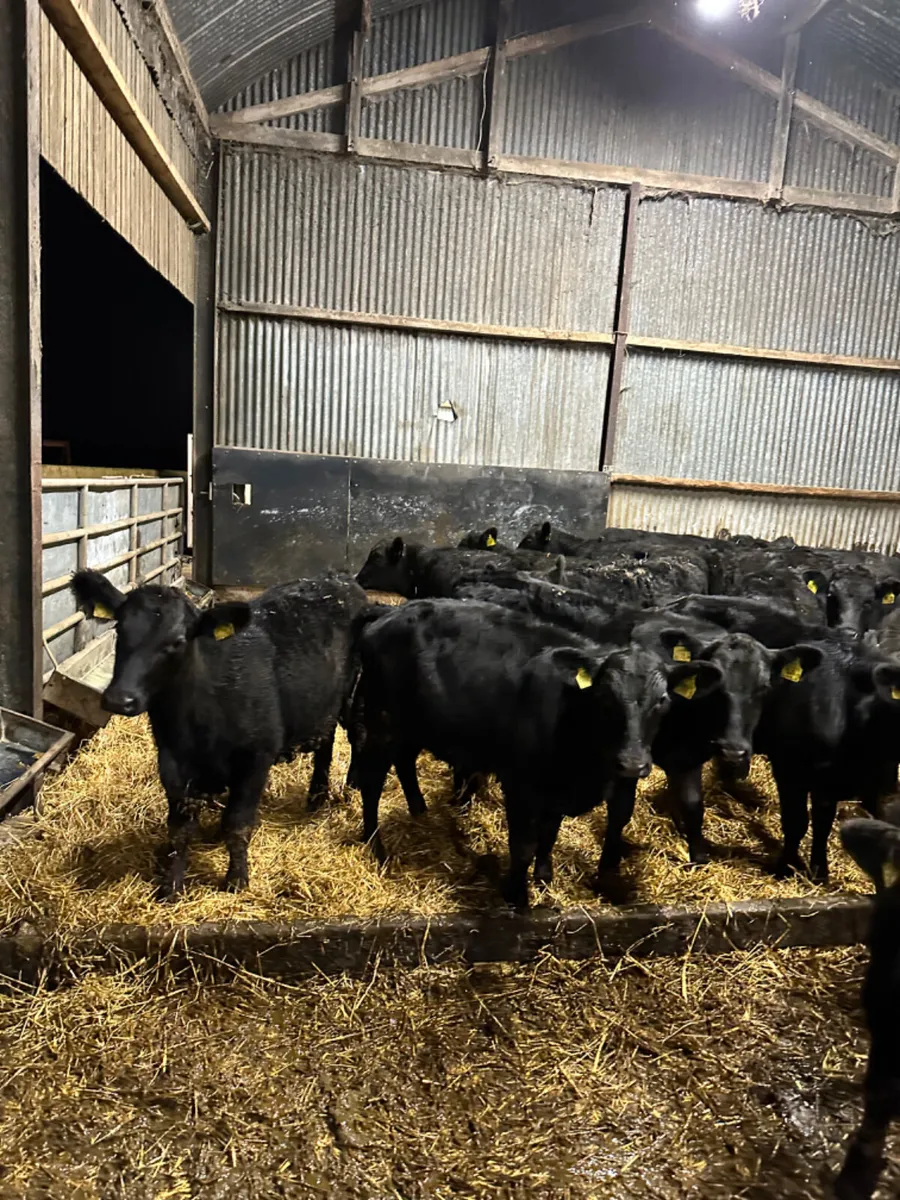 Angus heifers - Image 4