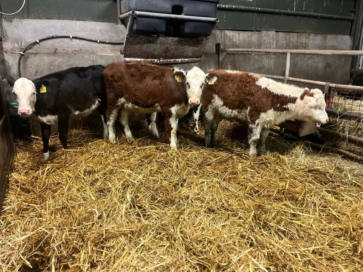 5 super Hereford weanling heifers - Image 1