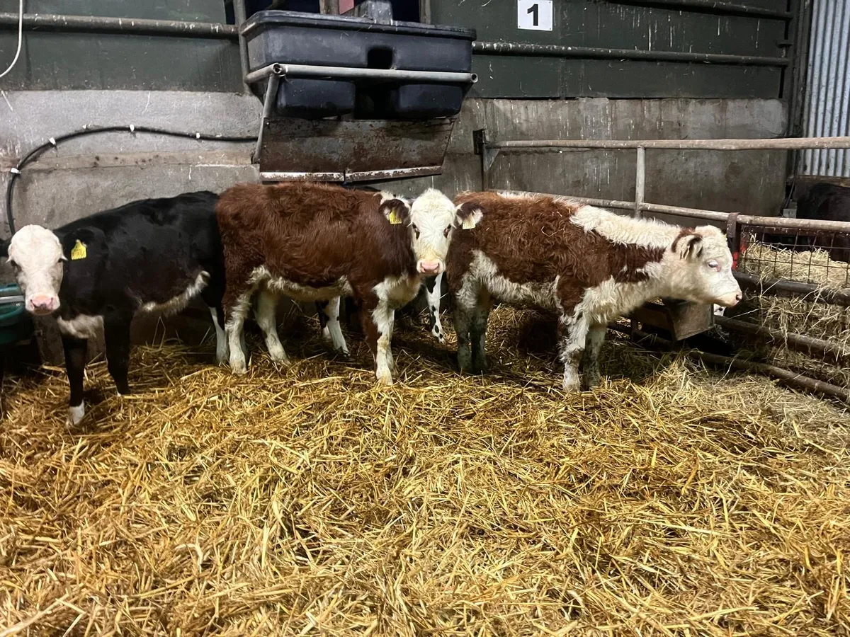 5 super Hereford weanling heifers - Image 2