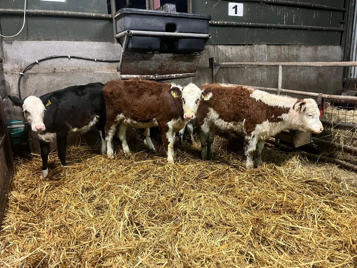 5 super Hereford weanling heifers - Image 3