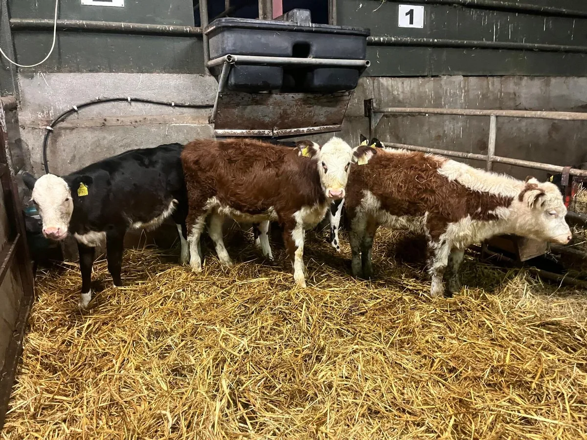 5 super Hereford weanling heifers - Image 4