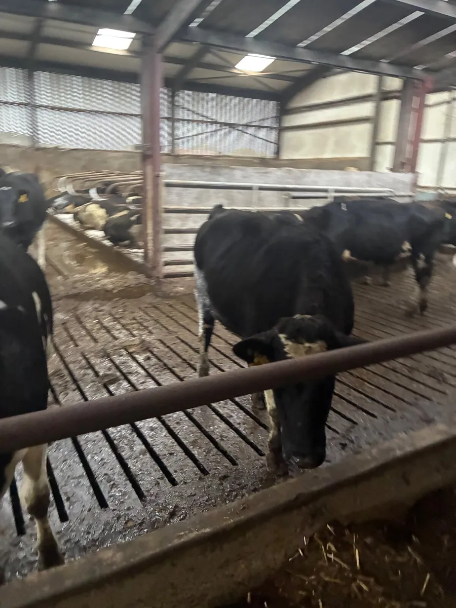 Pure bred in calf heifers - Image 2