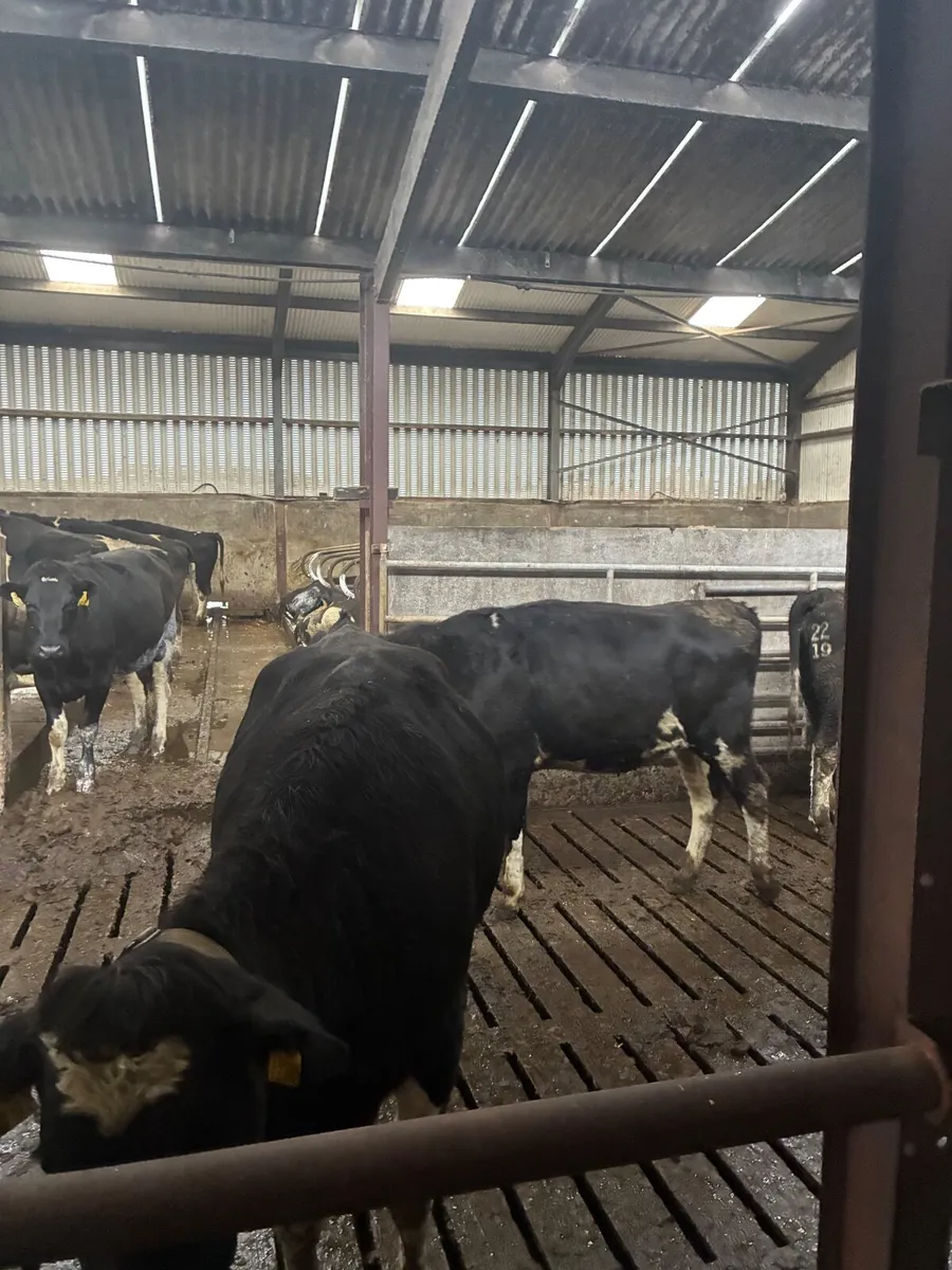 Pure bred in calf heifers - Image 3