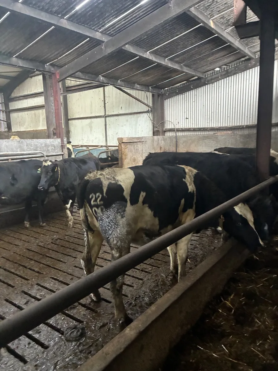 Pure bred in calf heifers - Image 4