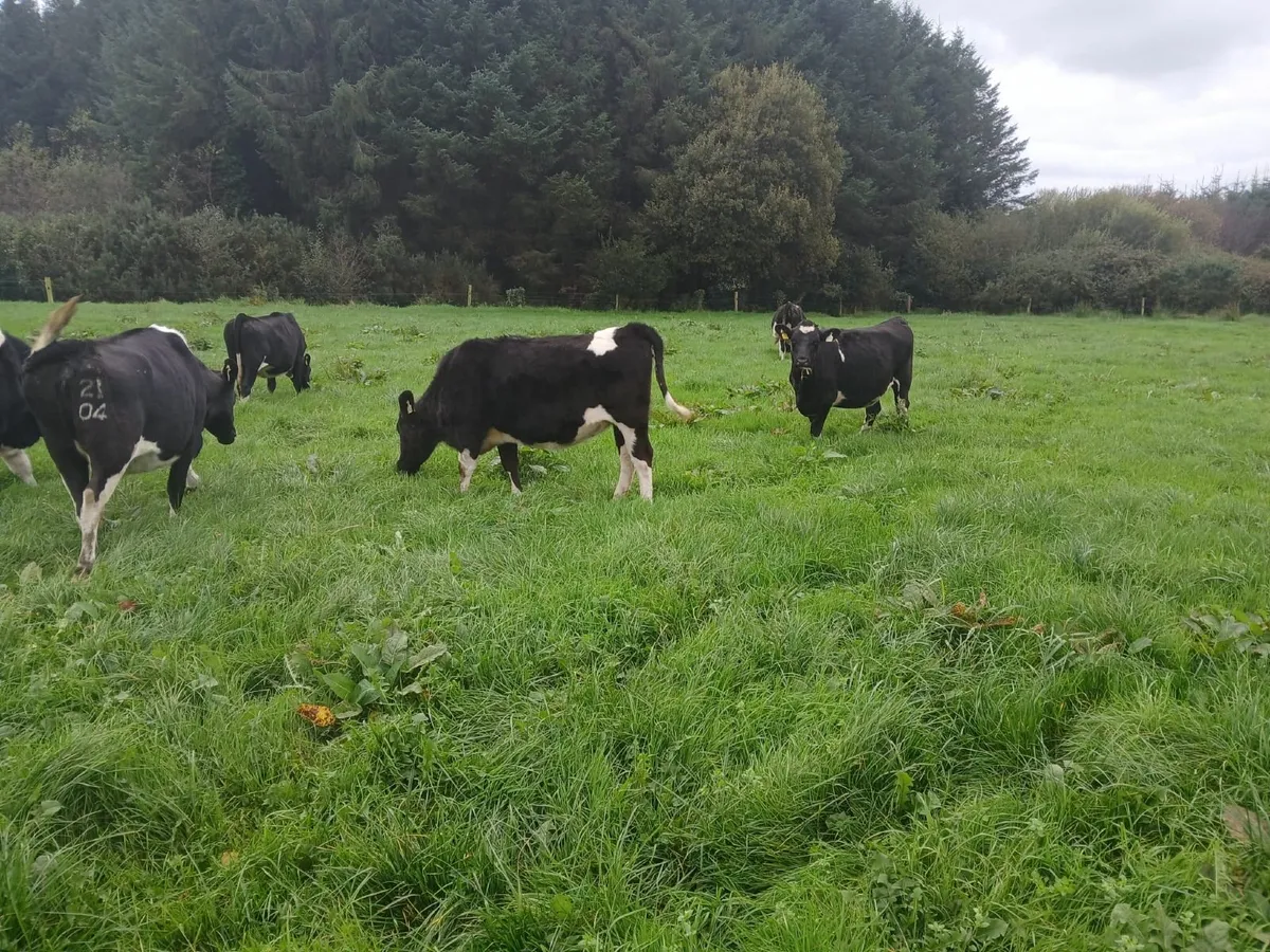 Friesian Incalf Heifers - Image 1