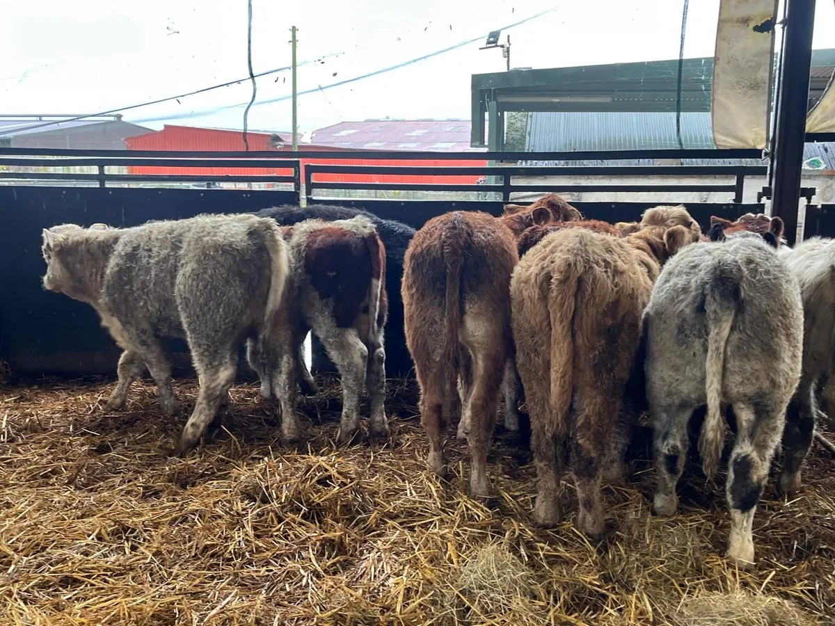 10 super  suckler bred continental bulls - Image 1