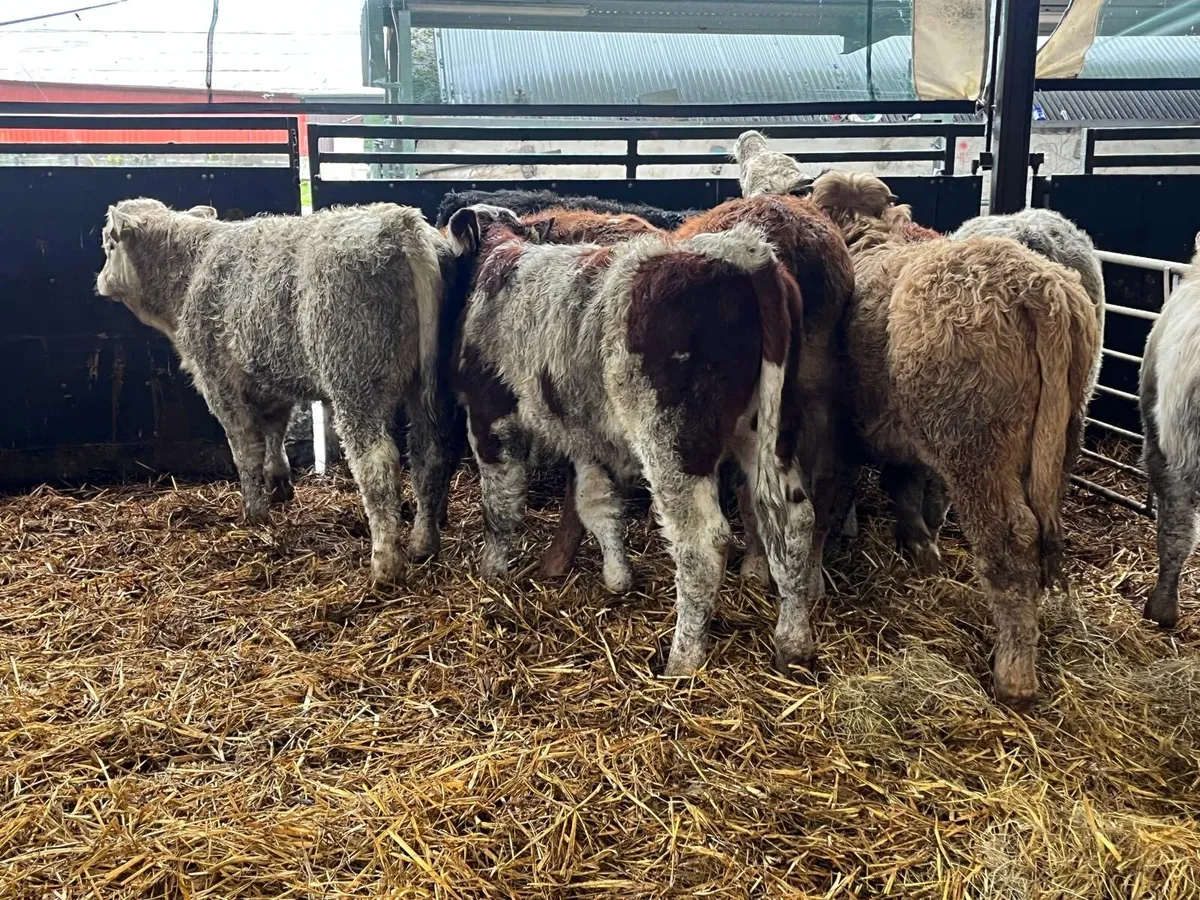 10 super  suckler bred continental bulls - Image 2