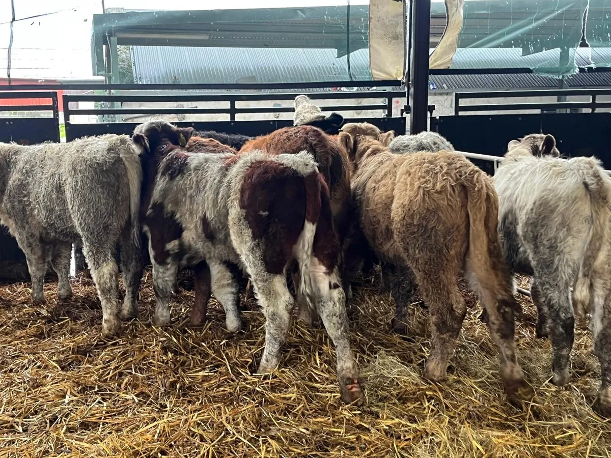 10 super  suckler bred continental bulls - Image 3