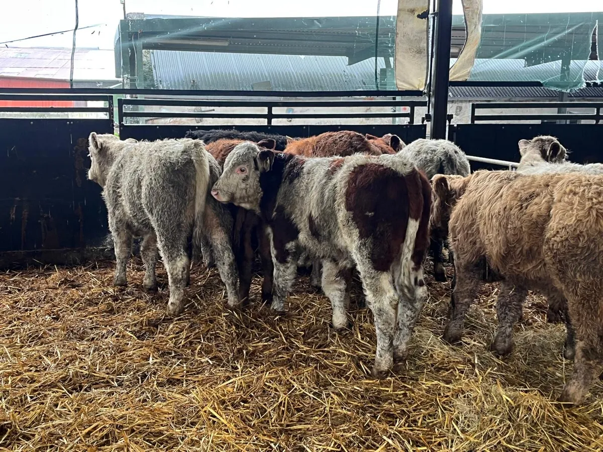 10 super  suckler bred continental bulls - Image 4