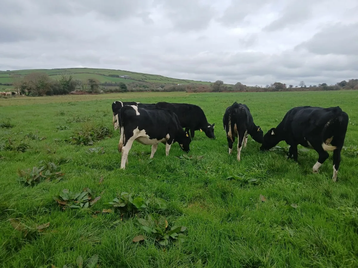 Friesian Incalf Heifers - Image 2