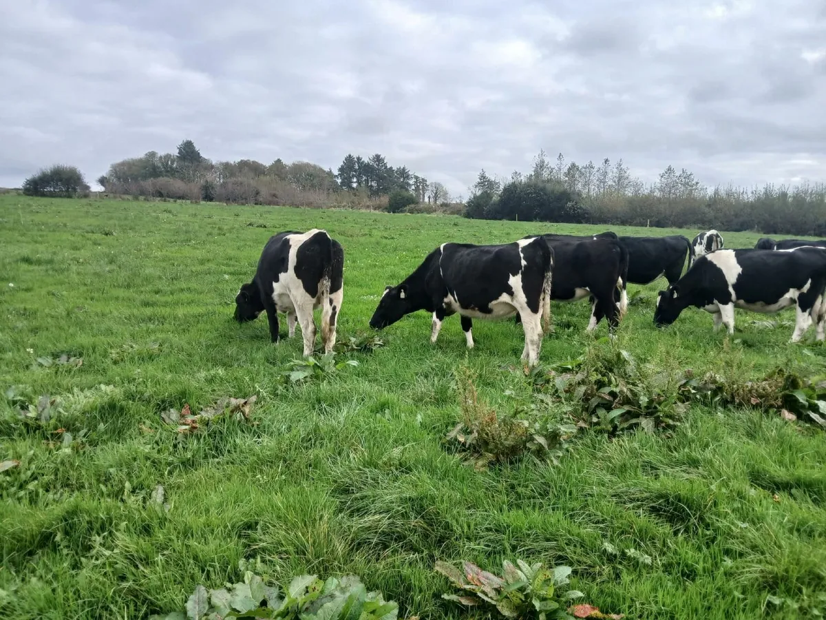 Friesian Incalf Heifers - Image 3