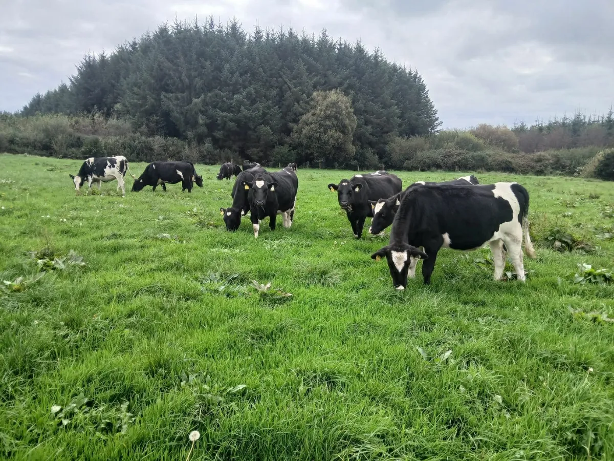 Friesian Incalf Heifers - Image 4