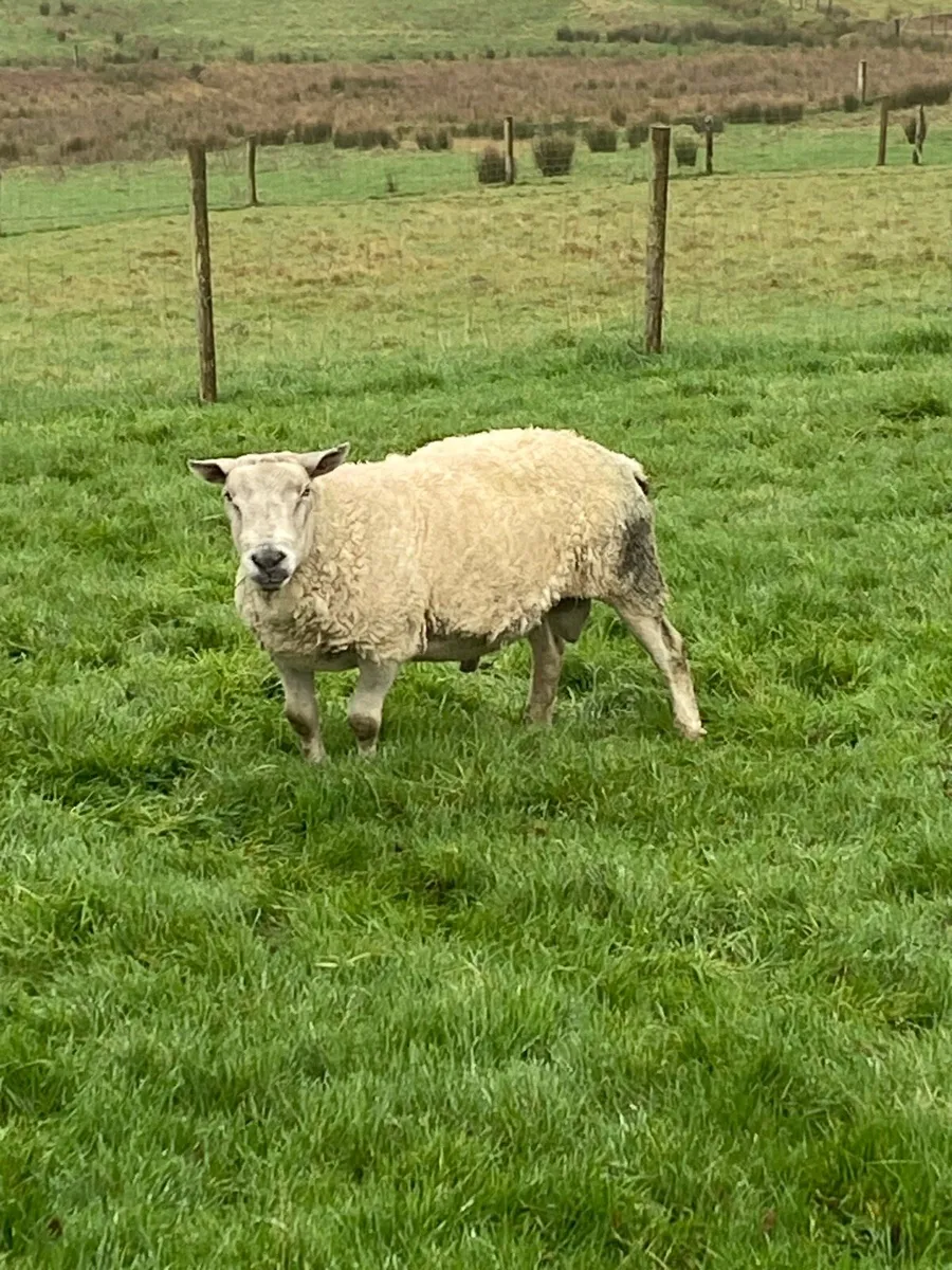 Texel ram - Image 1