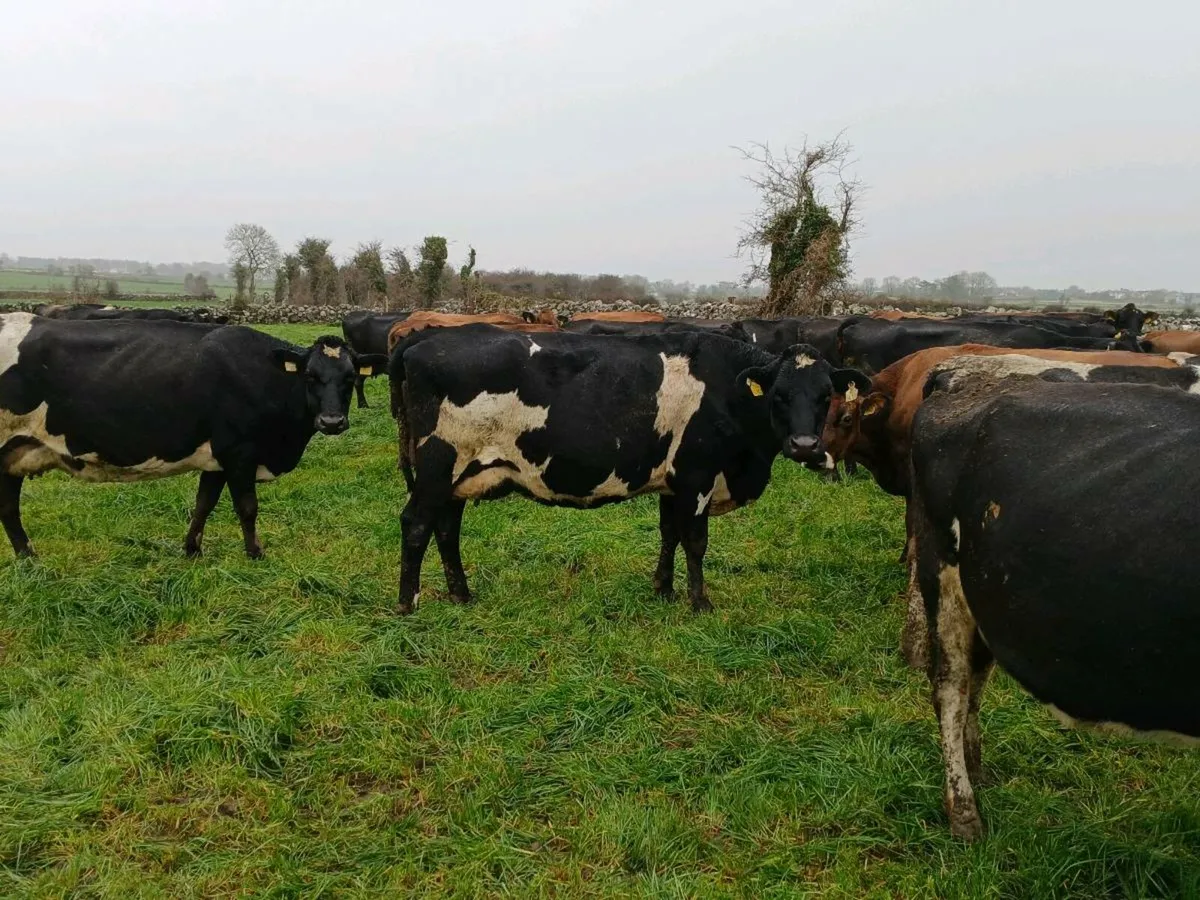Young incalf and empty cows - Image 1