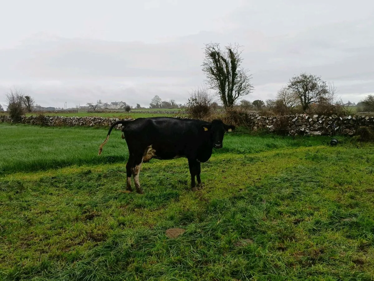 Young incalf and empty cows - Image 2