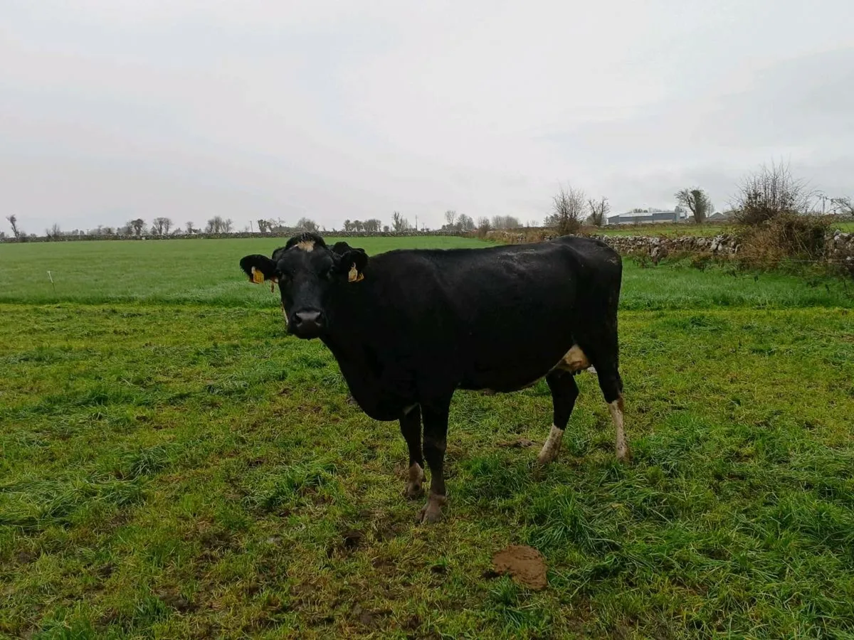 Young incalf and empty cows - Image 3