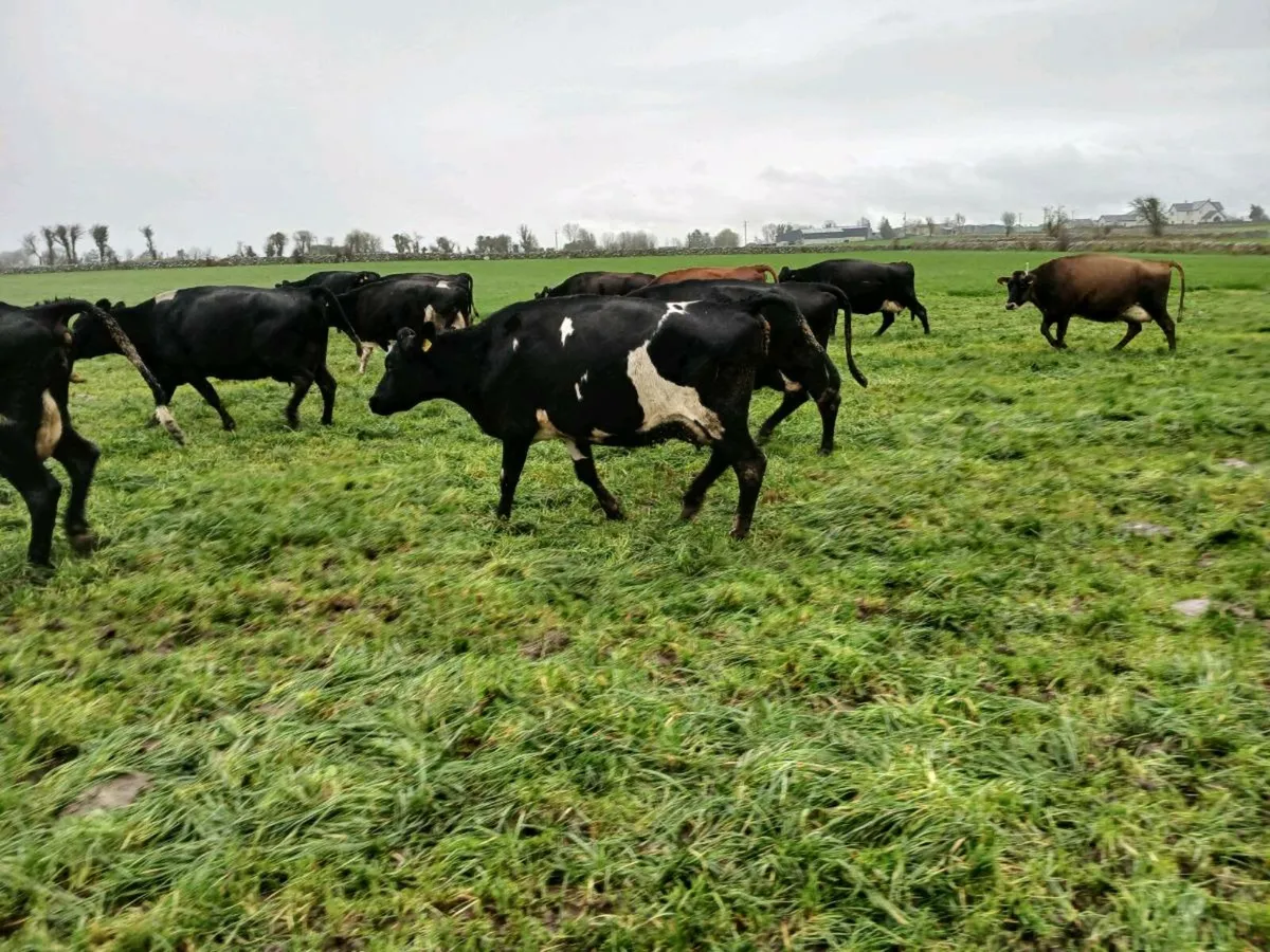 Young incalf and empty cows - Image 4
