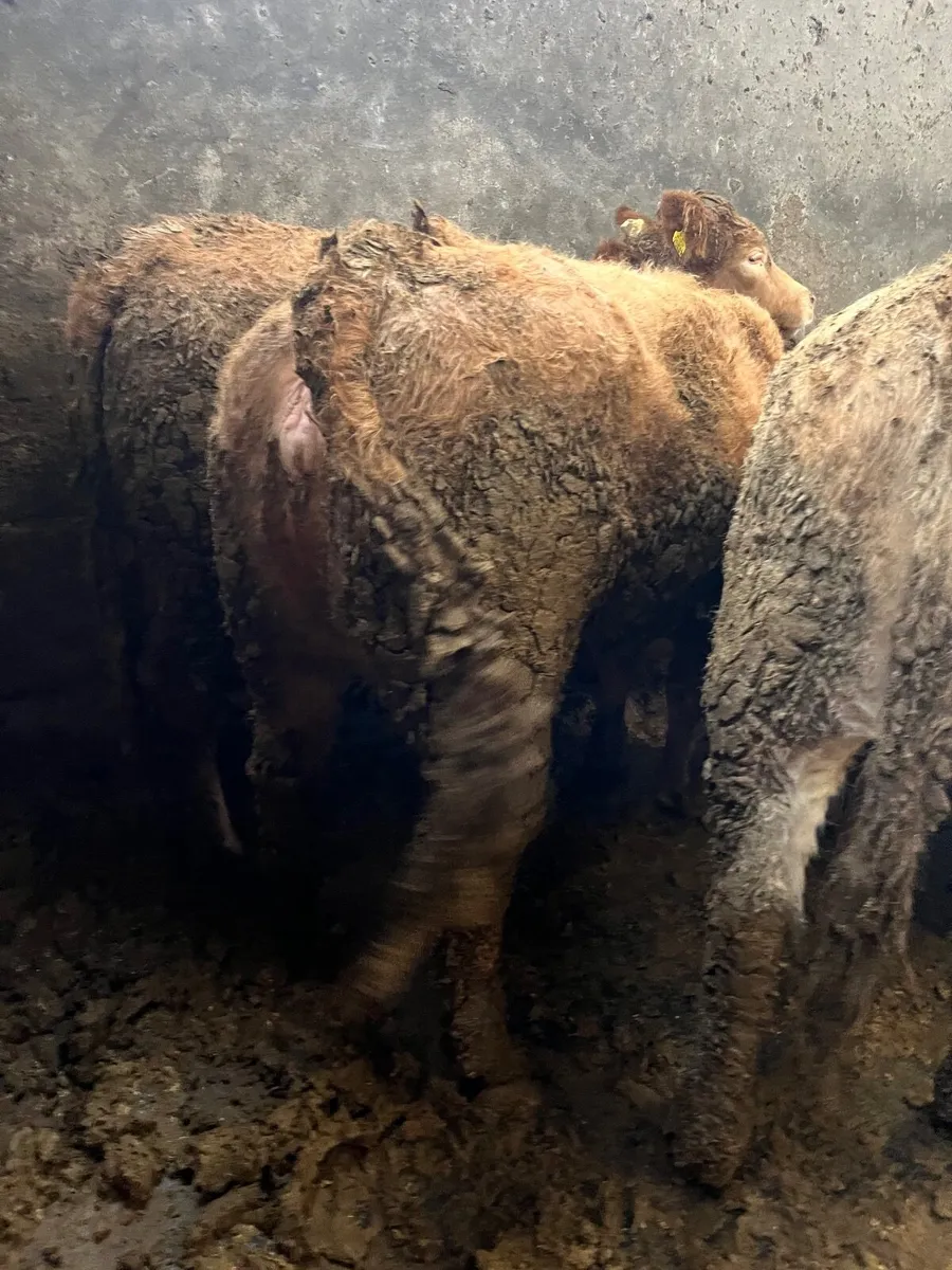 Store heifers - Image 1