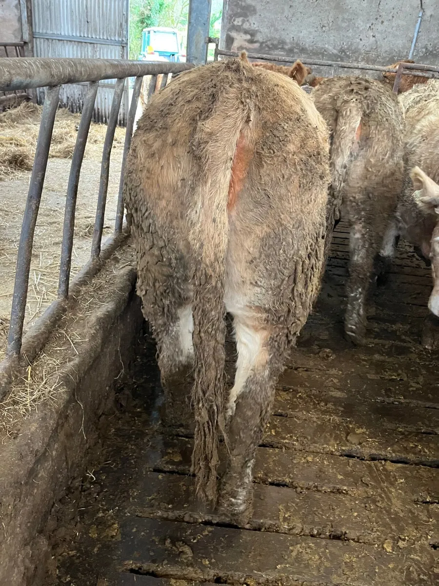 Store heifers - Image 2