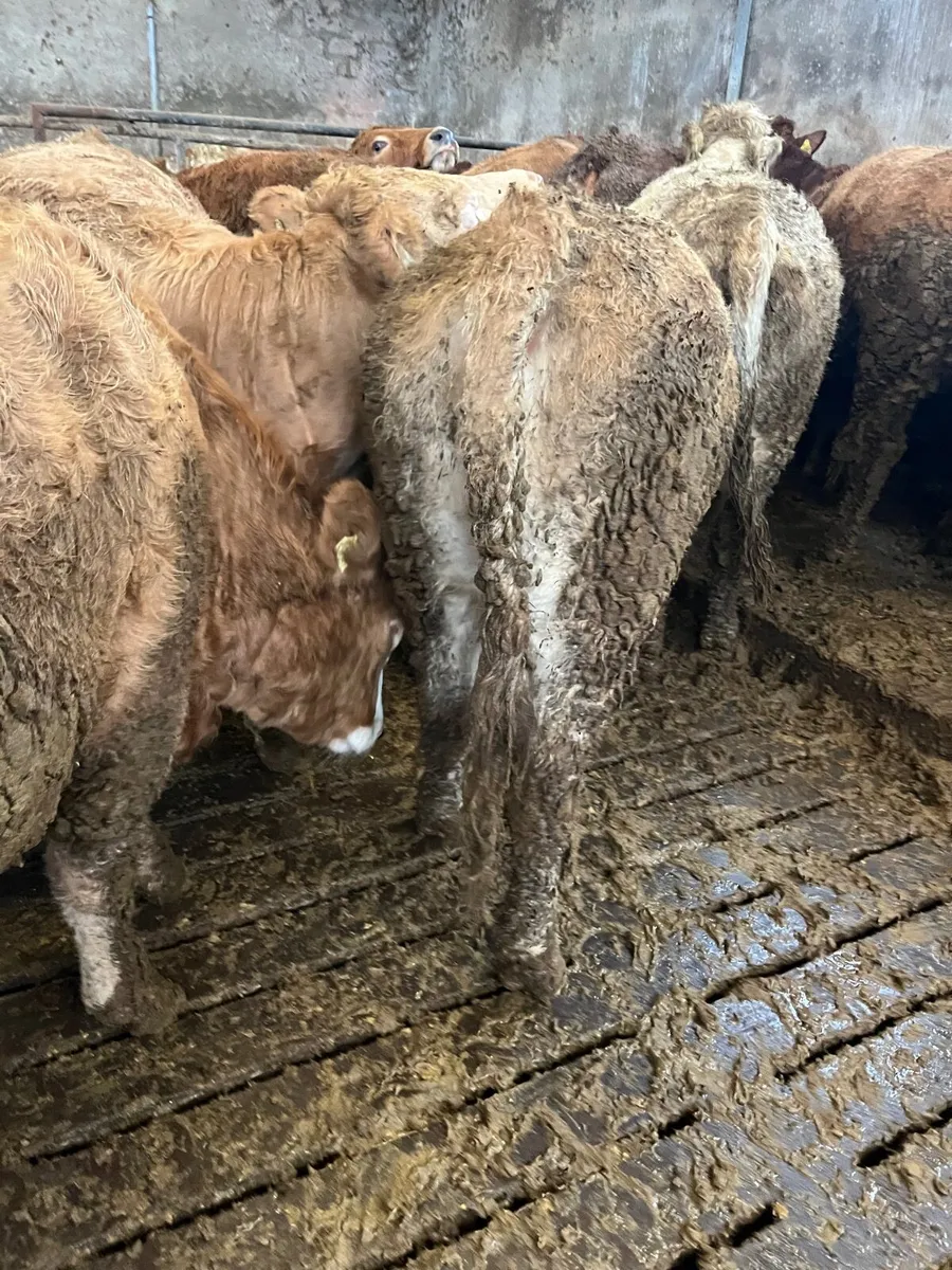 Store heifers - Image 3