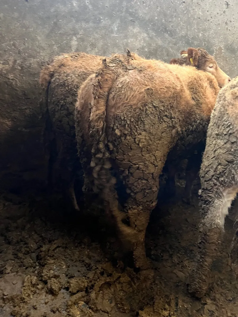 Store heifers - Image 4