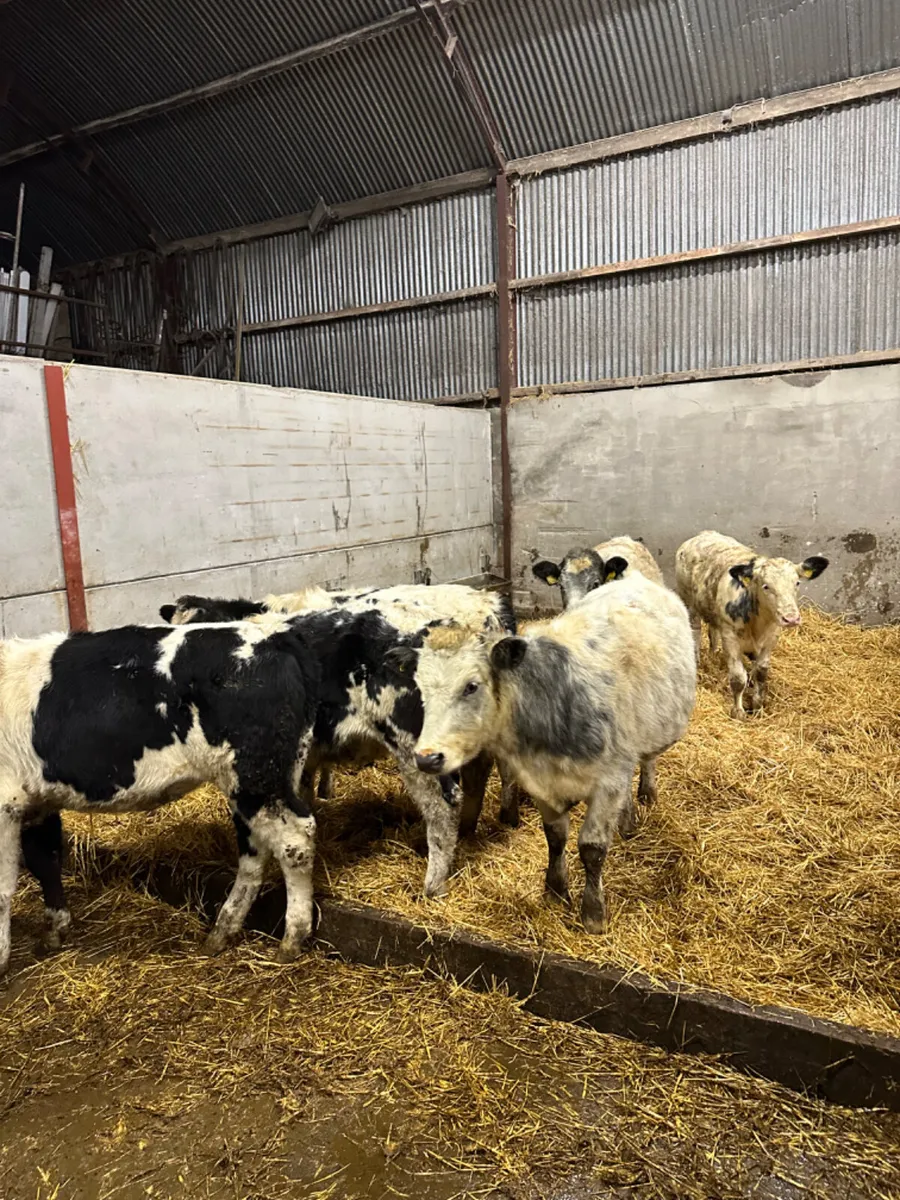 Blue and lim heifers - Image 1