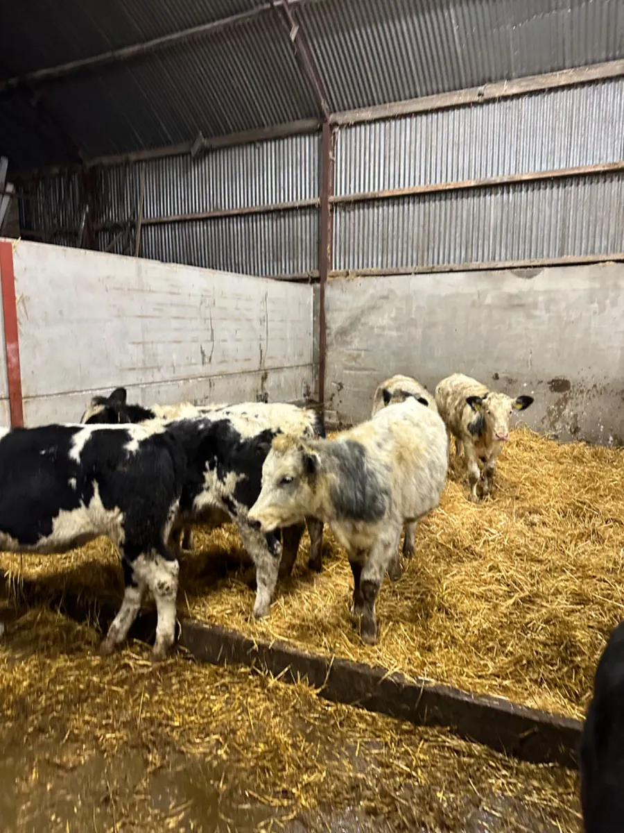 Blue and lim heifers - Image 2