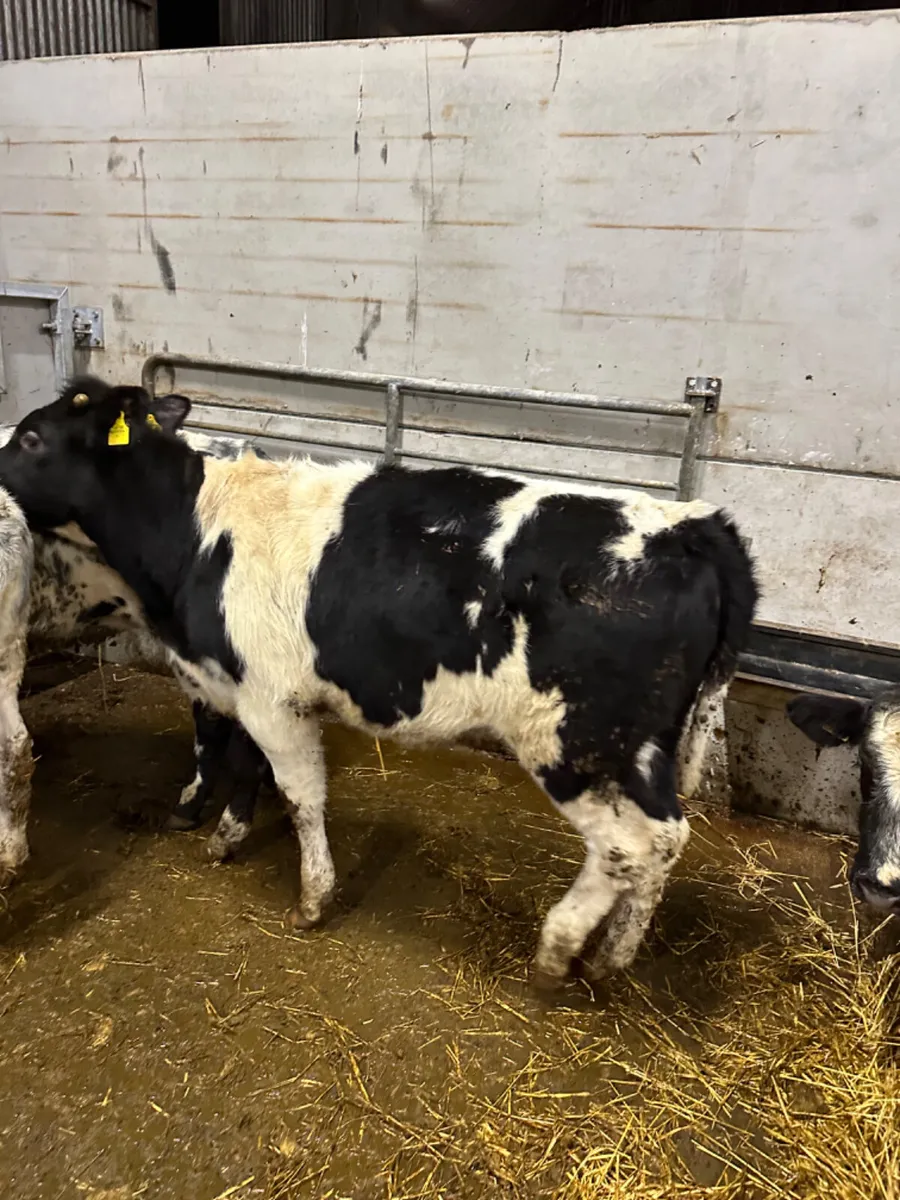 Blue and lim heifers - Image 4