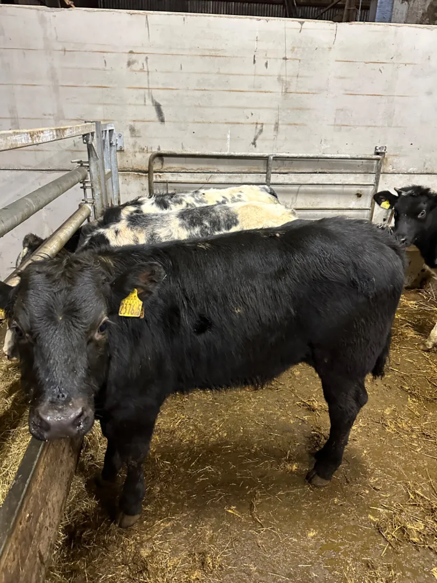 Blue and lim heifers - Image 3