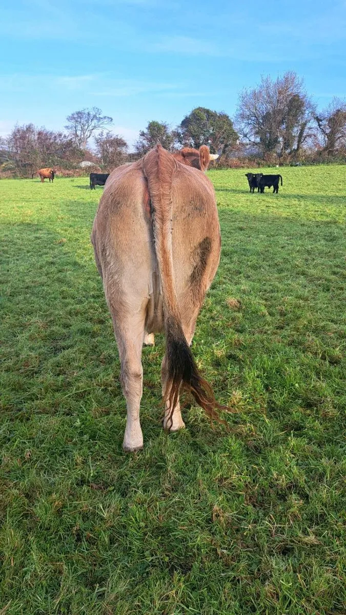 Jersey x aubrac cow & j x au X dx heifer - Image 4