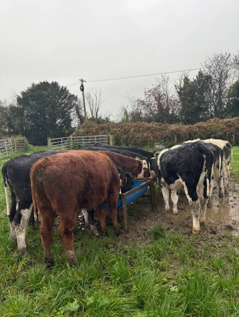 10 top quality store heifers - Image 1