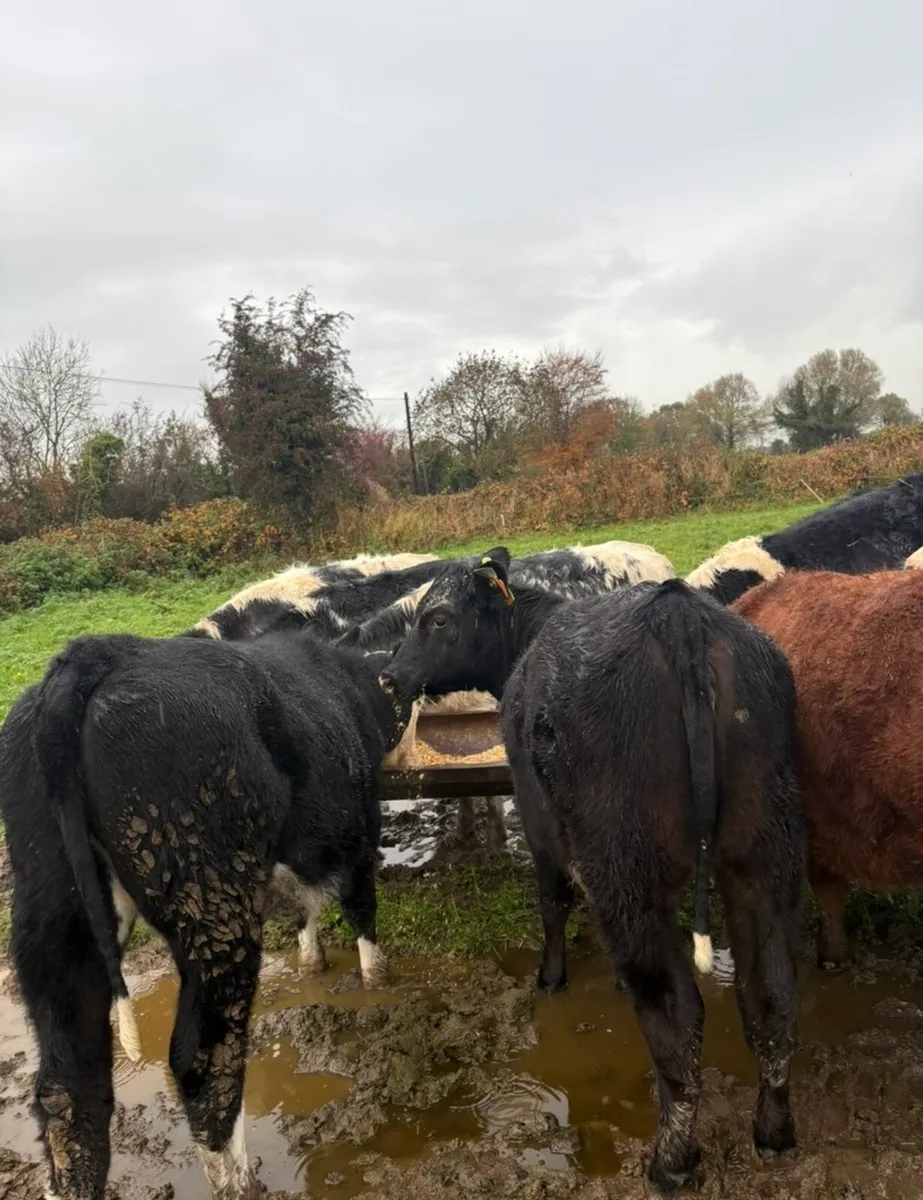 10 top quality store heifers - Image 3